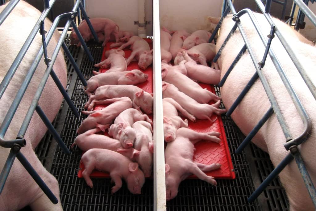 Kane Baby Pig Heat Mat, Double 36"